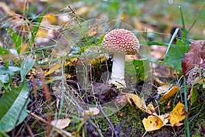Mushroom Amanita
