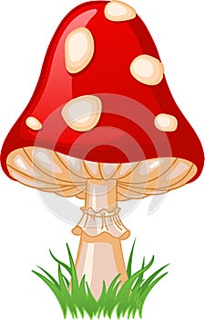 Mushroom amanita