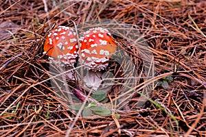Mushroom amanita or fly agaric