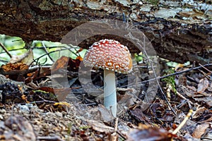 Mushroom amanita muscaria