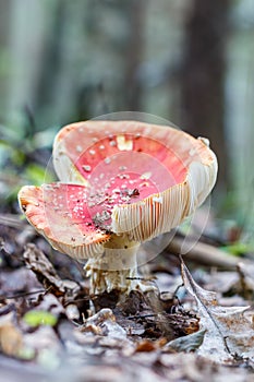 Mushroom amanita muscaria