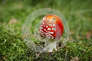 Mushroom Amanita muscaria, fly amanita. Bright, toxic and inedible mushroom fly agaric with blurred green grass