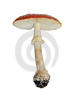 Mushroom Amanita muscaria photo