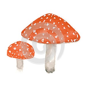 mushroom Amanita watercolor, poisonous mushroom fly agaric hand-drawn isolated on white background