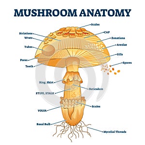 Mushroom anatomy labeled biology diagram vector illustration