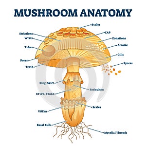 Champinón marcado biología ilustraciones 