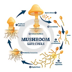 Mushroom anatomy life cycle stages diagram