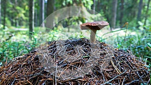 Mushroom on ant hill