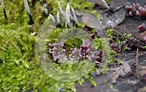 Mushroom Ascocoryne sarcoides on dead beech wood (Fagus sylvatica) - Tricity Landscape Park