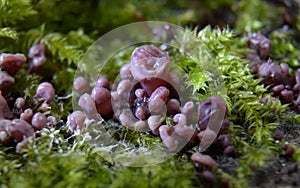 Mushroom Ascocoryne sarcoides on dead beech wood (Fagus sylvatica) - Tricity Landscape Park