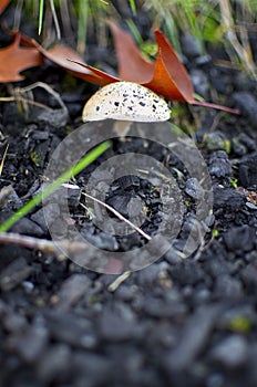 Mushroom on ashes with out-of-focus foreground