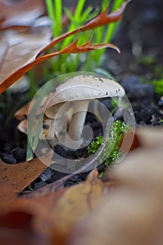 Mushroom on ashes with out-of-focus foreground