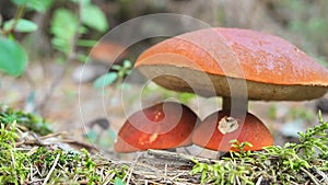 Mushroom aspen forest in autumn. Leccinum aurantiacum. Red-capped scaber stalk. Edible boletes. Mushrooms picking in the