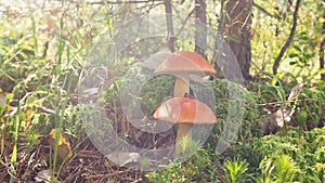 Mushroom aspen forest in autumn. Leccinum aurantiacum. Red-capped scaber stalk. Edible boletes. Mushrooms picking in the