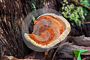 Mushroom in Australia Schillerporling