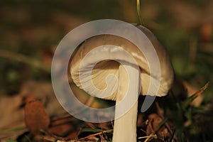 Mushroom in the autum forest