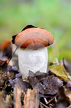 The mushroom in autumn forest