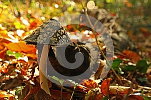 Mushroom in autumn forest