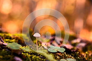 Mushroom in autumn forest