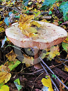 Mushroom in the autumn forest in Transsylvania, Romania