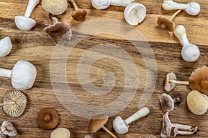 Mushroom autumn frame. Collection of white and brown tiny mushrooms on wood background.