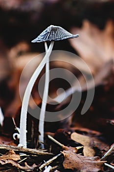 Mushroom in autumn photo