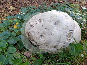 Mushroom during the autumn season on the Veluwe forest in Gelderland named Calvatia gigantea, commonly known as the giant puffball