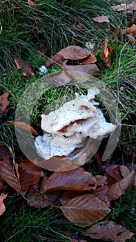 Mushroom during the autumn season on the Veluwe forest in Gelderland named Handkea excipuliformis,