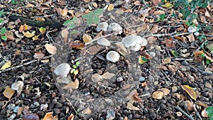 Mushroom during the autumn season on the Veluwe forest in Gelderland named Handkea excipuliformis,