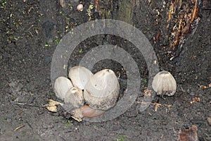Mushroom during the autumn season on the Veluwe forest in Gelderland named Handkea excipuliformis, commonly known as the pestle pu