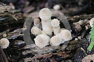 Mushroom during the autumn season on the Veluwe forest in Gelderland named Mucilago crustacea photo