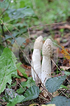 Mushroom during the autumn season on the Veluwe forest in Gelderland named Phallus impudicus, known colloquially as the common sti