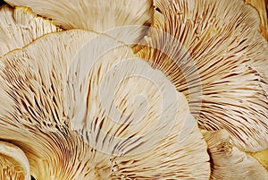 Mushroom background