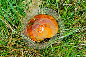 mushroom at Baiersbronn in Germany