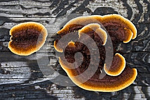 Mushroom on Bark