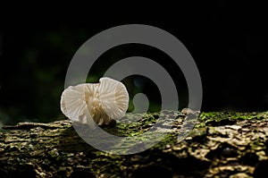 Mushroom,Basidiocarp,Zealand Mushrooms