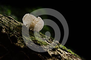 Mushroom,Basidiocarp,Zealand Mushrooms