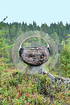 Mushroom basket full in forest