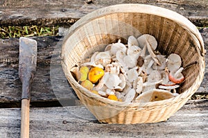 Mushroom in basket and swarm
