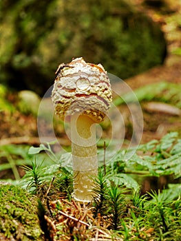 Mushroom beauty