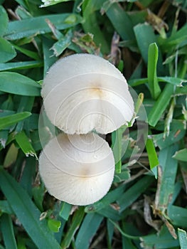 Mushroom beauty twins