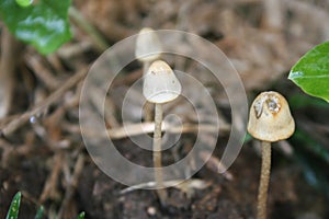 Mushroom beautyful in thailand after raining