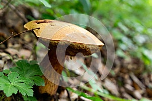 Mushroom in a beechen forest