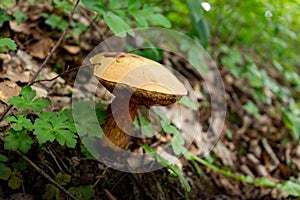 Mushroom in a beechen forest