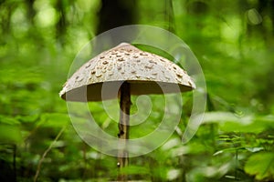 Mushroom with big umbrella standing in the dark forest. Macrolepiota procera.