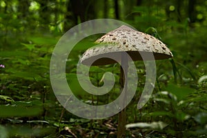 Mushroom with big umbrella standing in the dark forest. Macrolepiota procera.