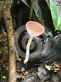 Mushroom Bioluminescence Glowing Rainforest Discovery