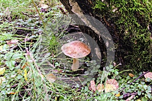 Mushroom birch bolete grows on the ground among the low grass