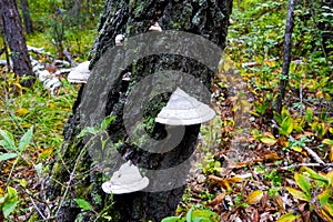 Mushroom on birch trees. Chaga or tinder. Medicine and Pharmacy.