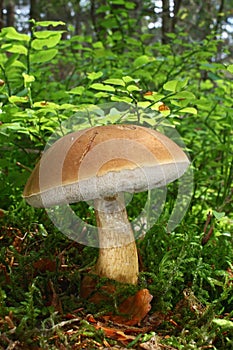 Mushroom bitter bolete